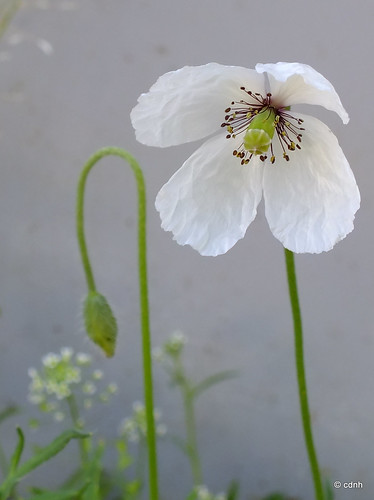 Macul alb / The white poppy by cdnh