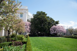 The Jackson magnolia tree outside the White House South Portico, photographed from the Rose Garden, April 3, 2009.  (Official White House Photo by Samantha Appleton)