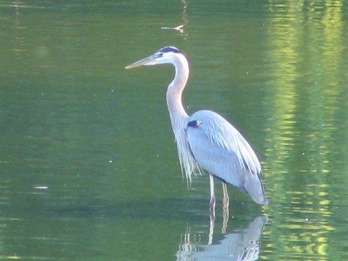 Heron on the Solstice