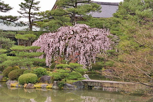 【写真】桜 : 平安神宮