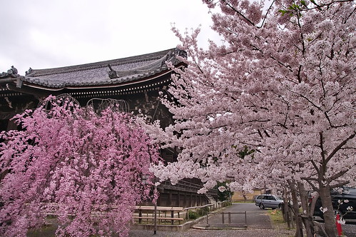【写真】桜 : 立本寺（２）