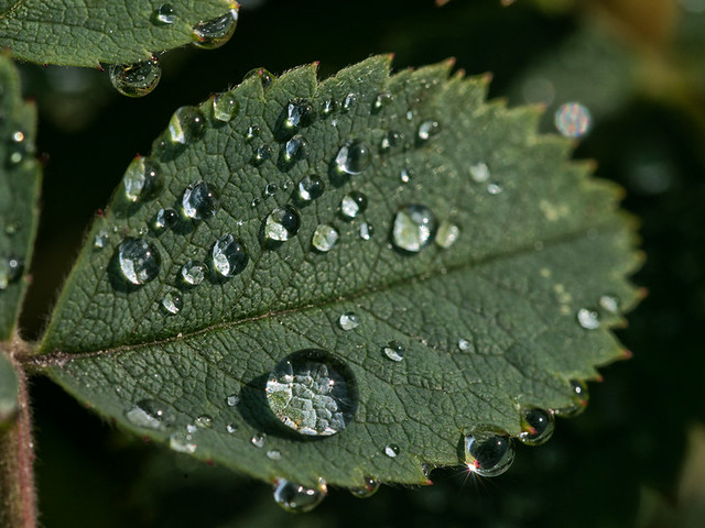 Raindrops-on-leaf