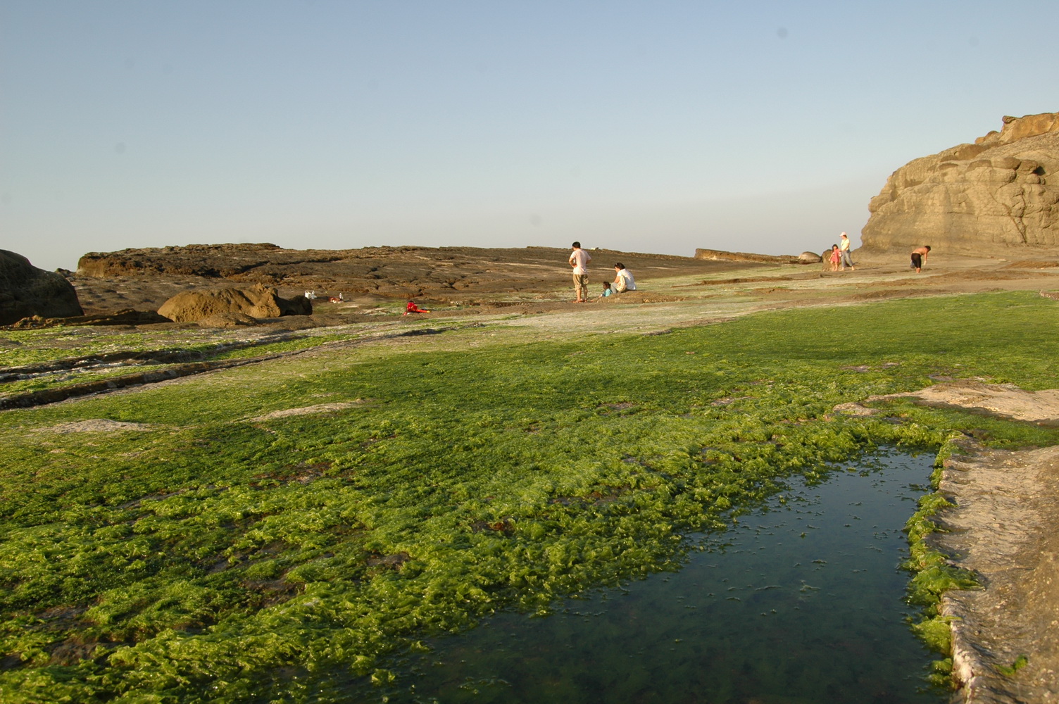 春天的海蝕平台是一片綠油油「藻田」的景象。圖片來源：方雅芬