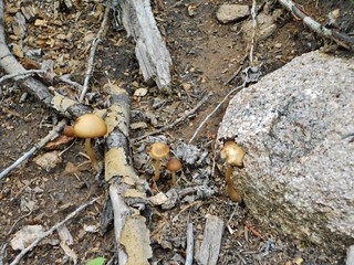 Wild Mushrooms on the Scott Gomer Trail