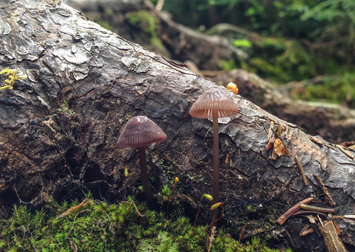 tiny tiny mushrooms