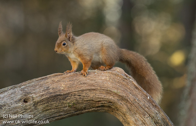 red squirrel-5
