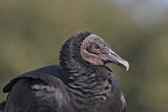 Vultures-Buzzards