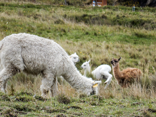 Descente du volcan Chimborazo à vélo: des lamas