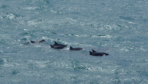 Dolphins at Durlston