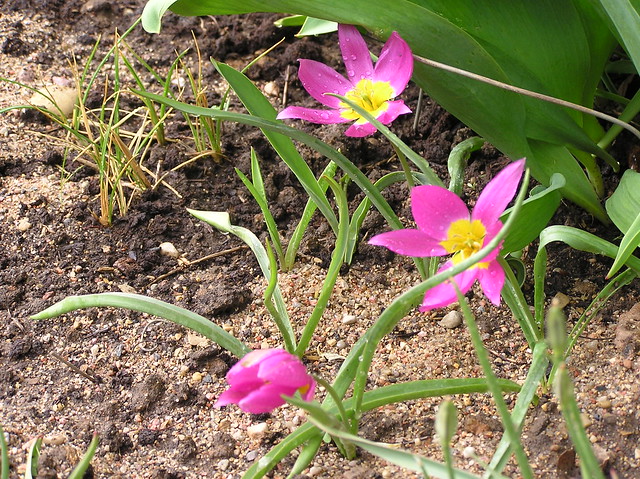 Tulipa violacea group Yellow Base