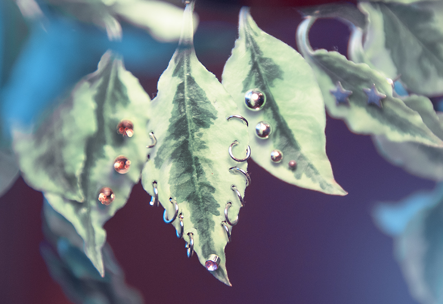 pierced plant, bejeweled plant, pierced leaves