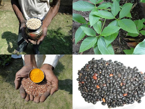 Medicinal Rice Formulations for Diabetes Complications and Heart Diseases (TH Group-39 CGBD) from Pankaj Oudhia’s Medicinal Plant Database by Pankaj Oudhia