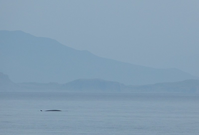 P1050478 - Minke Whale, Isle of Mull