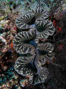 Environment--giant clam