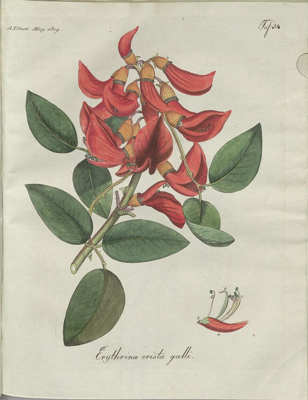 Erythrina crista galli (hand-coloured botanical engraving courtesy kulturerbe niedersachsen)