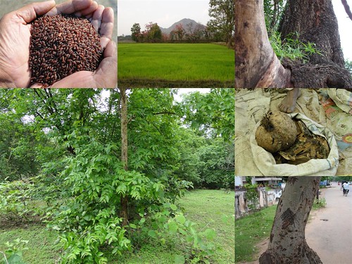 Validated and Potential Medicinal Rice Formulations for Diabetes (Madhumeha) and Cancer Complications and Revitalization of Kidney (TH Group-162) from Pankaj Oudhia’s Medicinal Plant Database by Pankaj Oudhia