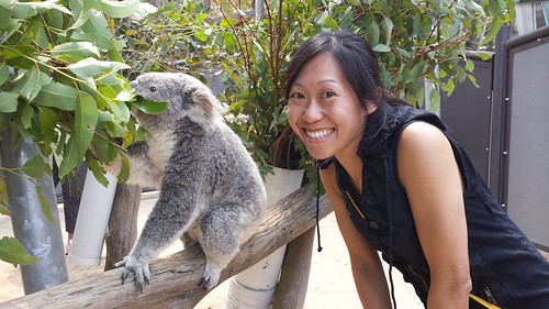 Taronga Zoo: Koala