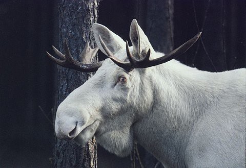 Albino Moose.