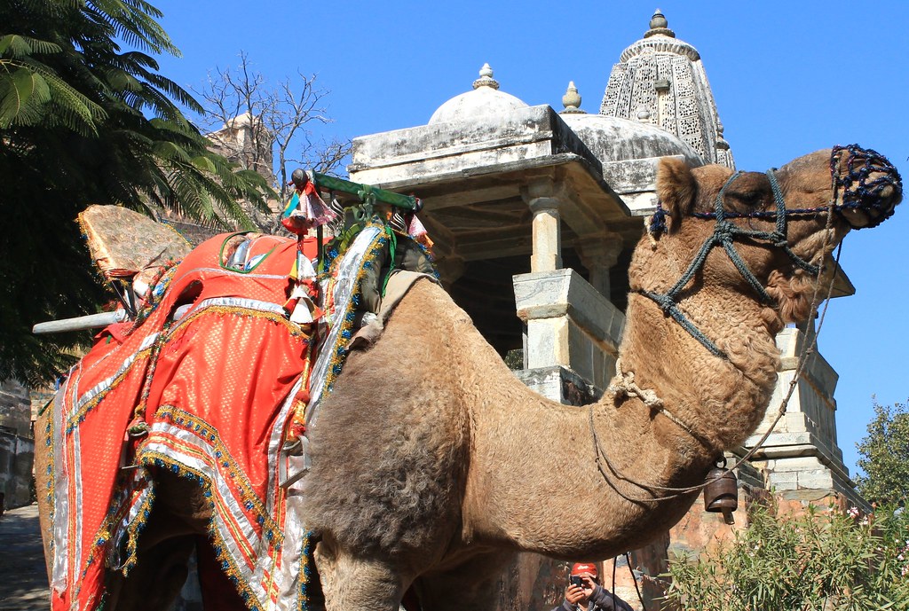 Camel - Kumbhalgarh