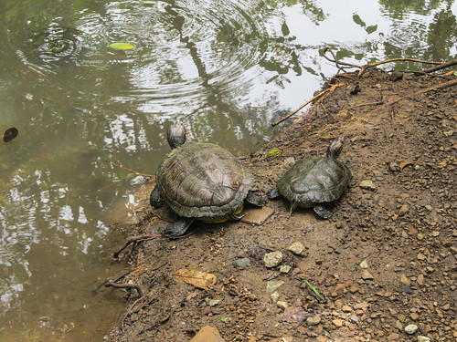 Panama City: les tortues du Parque Natural Metropolitano