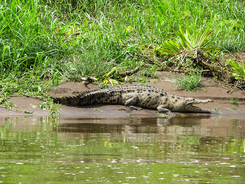 Tortuguero: un beau gros crocodile