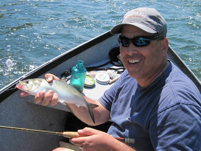 fly fishing for shad in oregon