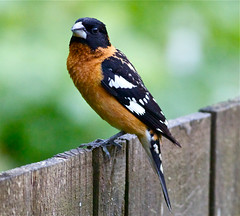 Backyard Fence Birds