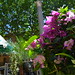 Aix en Provence Flower Market 08