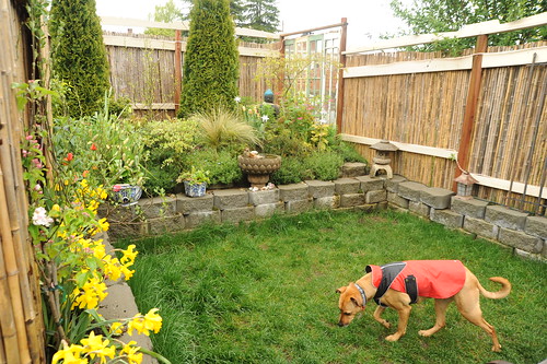 Rosie checking out new scents, wearing her red raincoat, daffodils, spring, A Garden for the Buddha, Broadview, Seattle, Washington, USA by Wonderlane
