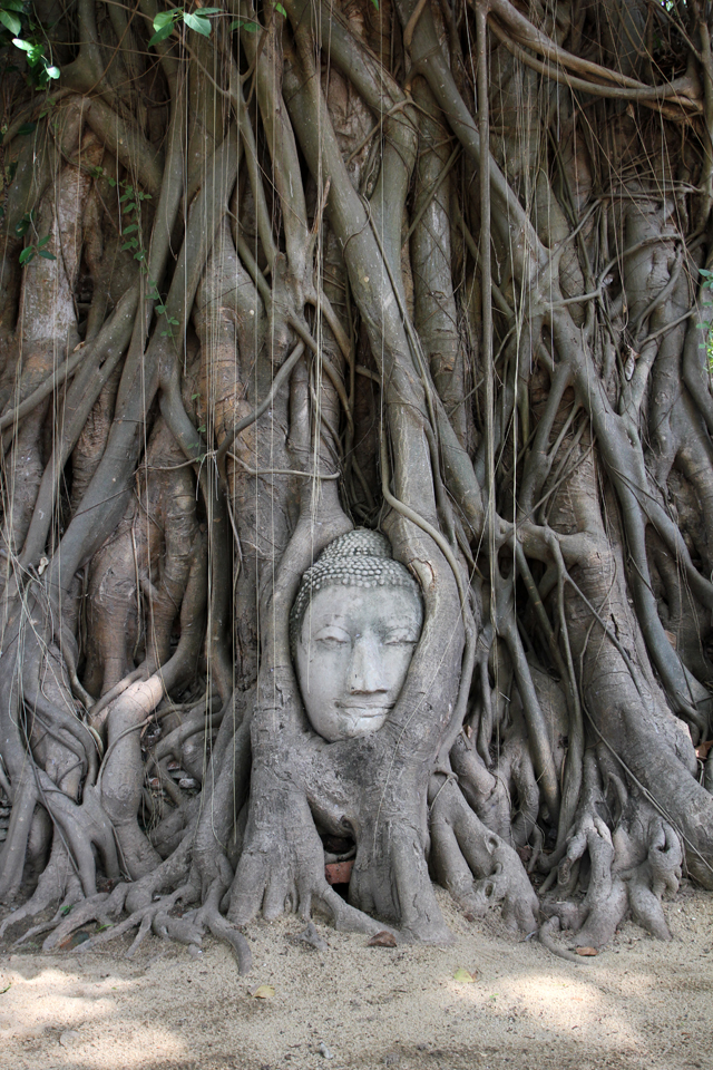Head of Buddha at Wat Mahathat (วัดมหาธาตุ)