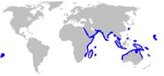 尖齒檸檬鯊的分布區域（Rüppell, 1837）