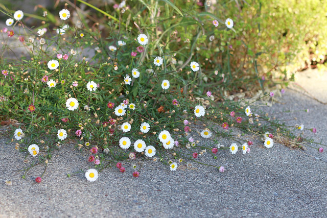 concrete flowers
