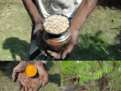 Medicinal Rice Formulations for Diabetes Complications and Heart Diseases (TH Group-43) from Pankaj Oudhia’s Medicinal Plant Database by Pankaj Oudhia
