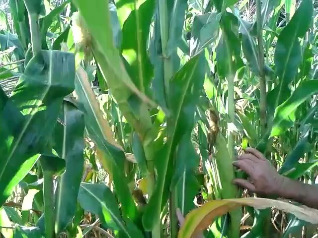 Movie: Blue Indian seed corn (5.3M)