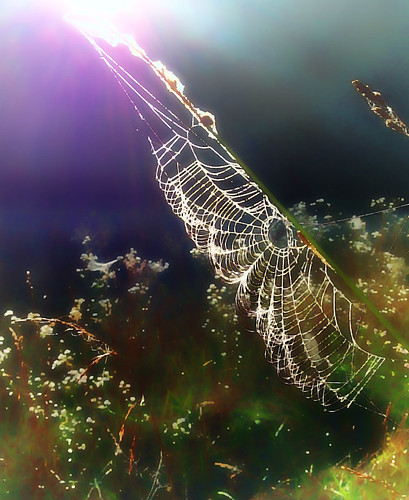 Web of Light