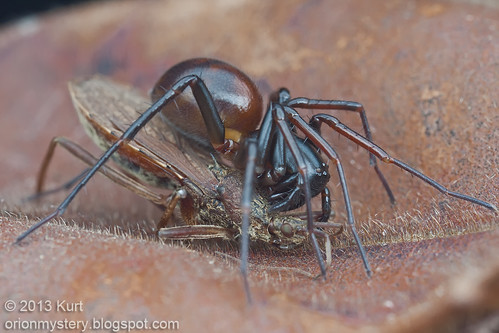 IMG_9921 copy Zodariid spider with assassin bug prey