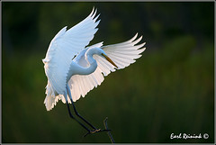 Egret (Great)