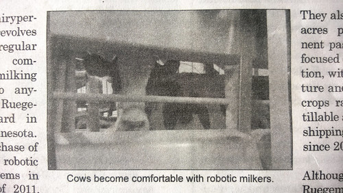 cows become comfortable with robot milkers.
