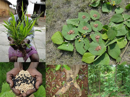 Indigenous Medicinal Rice Formulations for Diabetes and Cancer Complications, Heart and Kidney Diseases (TH Group-103 special) from Pankaj Oudhia’s Medicinal Plant Database by Pankaj Oudhia