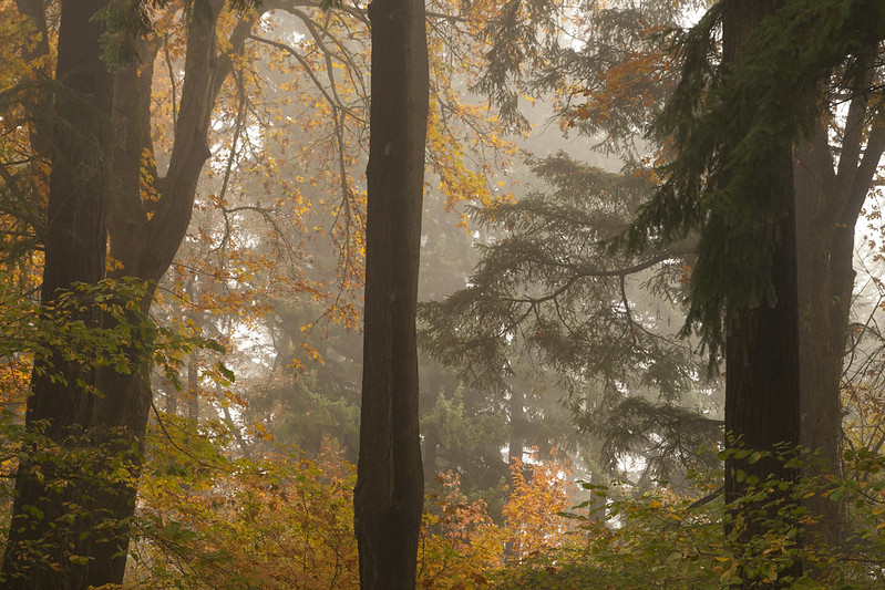 foggy forest by gravel garden