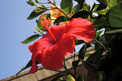 Hibiscus rosa-sinensis L.