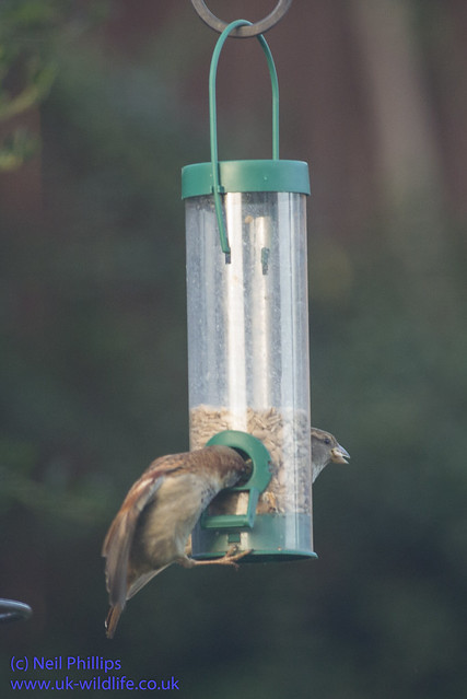 sparrows seed feeder