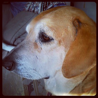 Sophie says Good Morning snow day! #dogstagram #Rescued #houndmix #mutt #adoptdontshop #ilovemydogs