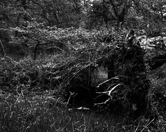 Uprooted Tree and Sapling (Hyons Wood)