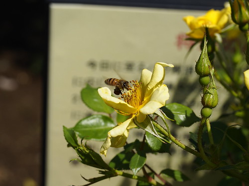 ミツバチとバラ by leicadaisuki