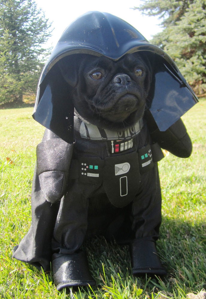 Darth Vader Dog