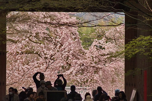 【写真】桜 : 醍醐寺