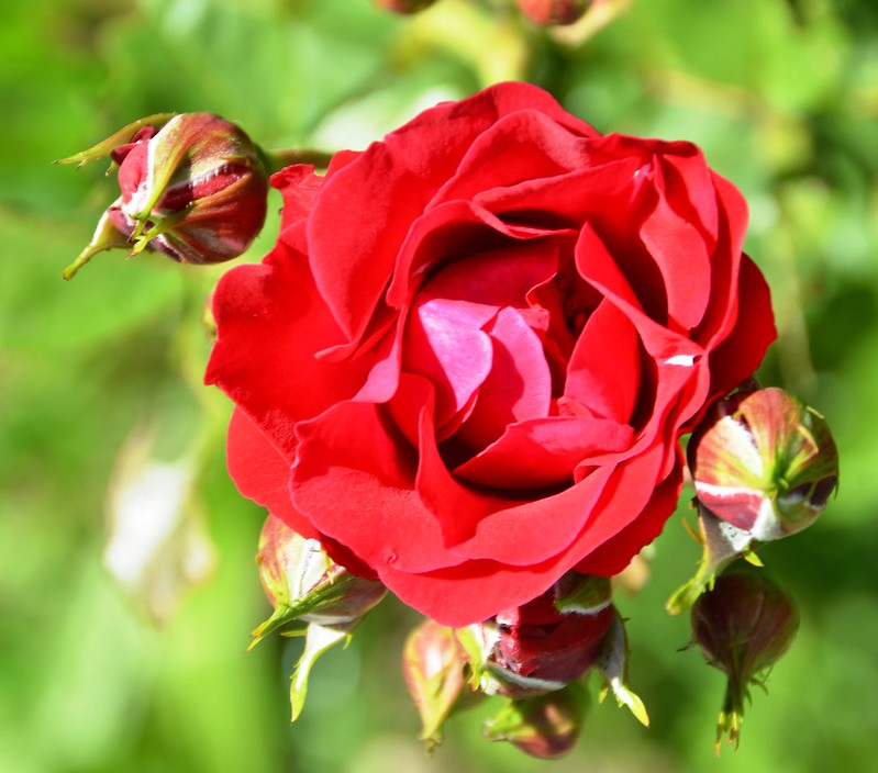 A Rose in my Garden