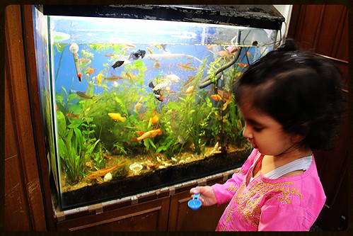 Nerjis Feeds The Fishes by firoze shakir photographerno1