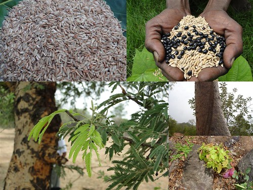 Indigenous Medicinal Rice Formulations for Cancer and Diabetes Complications, Kidney, Heart and Liver Diseases (TH Group-112 special) from Pankaj Oudhia’s Medicinal Plant Database by Pankaj Oudhia